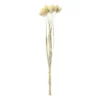 Droogbloemen - diverse varianten - 38 cm