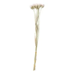 Droogbloemen - diverse varianten - 38 cm