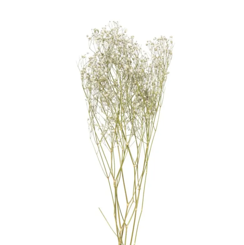 Droogbloem gipskruid - wit - 60 cm