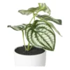 Kunstplant peperomia - 16 cm