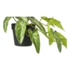 Kunstplant syngonium - 17 cm