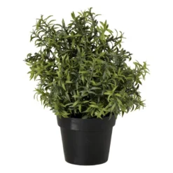 Rozemarijn plantje in pot - groen - ø25x25 cm