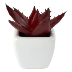 Vetplantjes - klein in pot - diverse varianten